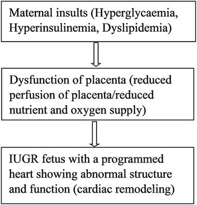 Iugr aging placenta diabetes asic hardware bitcoin